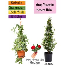 Serada Decor Plant Kokulu Arap Yasemini+Hedera Helix Sarmaşık+Mini Gül Hediyeli 3'lü Bahçe Seti