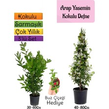Bitkim Sende Kokulu Arap Yasemini+Defne Çalısı+Buz Çiçeği Hediyeli 3'lü Bahçe Seti