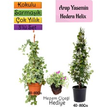 Bitkim Sende Kokulu Arap Yasemini+Hedera Helix Sarmaşık+Mezem Çiçeği Hediyeli 3'lü Bahçe Seti