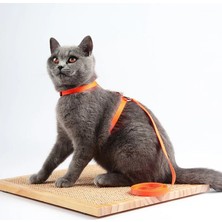 Shanhua Shop Siyah Stil 1 Adet Yenı Kedi Köpek Tasma ve Ayarlanabilir Yaka Koşum Naylon Pet Çekiş Kedi Yavrusu Halter Kediler Ürünleri Kedi Yavrusu Küçük Köpekler Için (Yurt Dışından)
