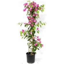 Serada Decor Plant Hanımeli+ Pembe Begonvil+ Telgraf Çiçeği Hediyeli