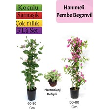 Serada Decor Plant Hanımeli+ Pembe Begonvil+ Mezem Çiçeği Hediyeli