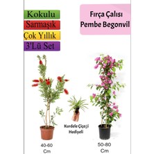 Serada Decor Plant Fırça Çalısı+ Pembe Begonvil+ Kurdele Çiçeği Hediyeli