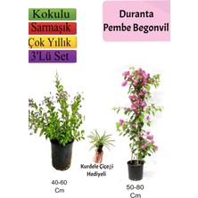 Serada Decor Plant Duranta Çalısı+ Pembe Begonvil+ Kurdele Çiçeği Hediyeli