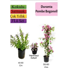 Serada Decor Plant Duranta Çalısı+ Pembe Begonvil+ Telgraf Çiçeği Hediyeli