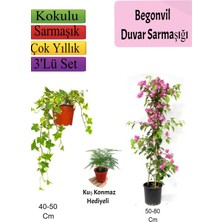 Serada Decor Plant Amerikan Duvar Sarmaşığı+ Pembe Begonvil+ Tül Çiçeği Hediyeli