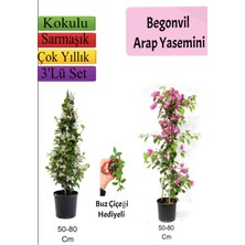 Serada Decor Plant Arap Yasemini+ Pembe Begonvil+ Buz Çiçeği Hediyeli