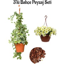 Serada Decor Plant Hedera Helix SARMAŞIĞI(40-60CM)+SARI PETUNYA(20-30CM)+2LT Curf Dekoratif Taş 3'lü Peyzaj Seti