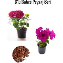Serada Decor Plant Fuşya ORTANCA(15-30CM)+PEMBE PETUNYA(10-20CM)+2LT Dekoratif Taş 3'lü Peyzaj Seti