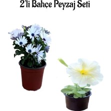 Serada Decor Plant Beyaz Bodrum PAPATYASI(15-30CM)+BEYAZ Petunya (10-20CM) 2'li Bahçe Peyzaj Seti