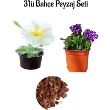 Serada Decor Plant Beyaz Petunya+Mor Benekli PETUNYA(10-20CM)+2LT Dekoratif Taş 3'lü Peyzaj Seti
