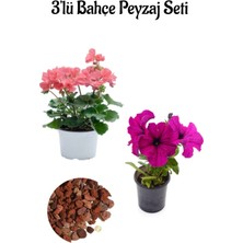 Serada Decor Plant Açık Pembe SARDUNYA(15-30CM)+PEMBE PETUNYA(10-20CM)+2LT Dekoratif Taş 3'lü Peyzaj Seti