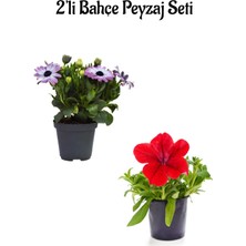 Serada Decor Plant Mor Beyaz Bodrum PAPATYASI(15-30M)+KIRMIZI Petunya (10-20CM) 2'li Bahçe Peyzaj Seti