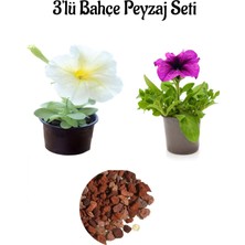 Serada Decor Plant Beyaz PETUNYA(10-20CM)+MOR PETUNYA(10-20CM)+2LT Dekoratif Taş 3'lü Peyzaj Seti