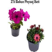 Serada Decor Plant Pembe Petunya (10-20CM)+KIRMIZI Bodrum PAPATYASI(15-30M) 2'li Bahçe Peyzaj Seti