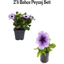 Serada Decor Plant Mor Bodrum PAPATYASI(20-30CM)+ Açık Mor Petunya(5-15 Cm)