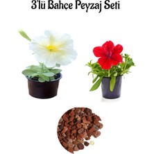 Serada Decor Plant Beyaz+ Kırmızı 2 Adet Petunya Çiçeği (5-15 Cm)+ Dekoratif Pomza Taşı (2 Lt)