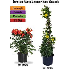 Serada Decor Plant Turuncu Borazan Çiçeği Fidanı+Sarı Yasemin Fidanı 2'li Bahçe Peyzaj Seti