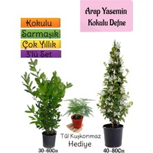 Serada Decor Plant Kokulu Arap Yasemini+Defne Çalısı+Tül Kuşkonmaz Hediyeli 3'lü Bahçe Seti