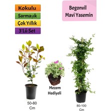 Serada Decor Plant Mavi Yasemin + Alev Çalısı+ Mezem Hediyeli