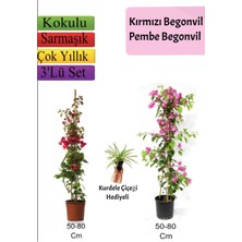 Bitkim Sende Kırmızı+ Pembe Begonvil+ Kurdele Çiçeği Hediyeli