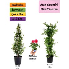 Serada Decor Plant Mavi Yasemin+ Arap Yasemini+ Pembe Gül Fidanı Hediyeli