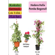 Serada Decor Plant Hedera Helix Sarmaşığı+ Pembe Begonvil+ Gül Fidanı Hediyeli