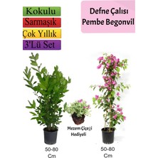 Serada Decor Plant Defne Çalısı+Pembe Begonvil+ Mezem Çiçeği Hediyeli