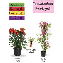 Serada Decor Plant Turuncu Acem Borusu+ Pembe Begonvil+ Kurdele Hediyeli