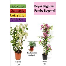 Serada Decor Plant Beyaz+ Pembe Begonvil+ Tül Çiçeği Hediyeli