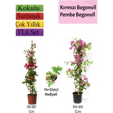 Bitkim Sende Kırmızı+ Pembe Begonvil+ Itır Çiçeği Hediyeli