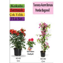 Bitkim Sende Turuncu Acem Borusu+ Pembe Begonvil+ Gül Fidanı Hediyeli