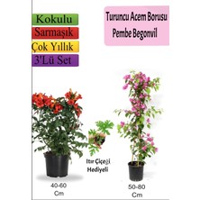 Bitkim Sende Turuncu Acem Borusu+ Pembe Begonvil+ Itır Hediyeli