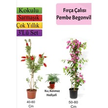 Bitkim Sende Fırça Çalısı+ Pembe Begonvil+ Tül Çiçeği Hediyeli