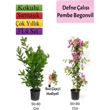Bitkim Sende Defne Çalısı+Pembe Begonvil+ Buz Çiçeği Hediyeli