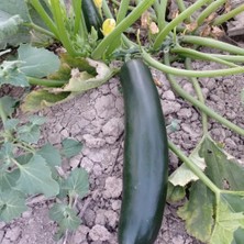 Ata Tohumculuk Ata Tohum Paketi Karışık