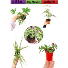 Bitkim Sende 5'li Bahçe Seti Itır Kurdela Tül Mezem Buz Dış Mekan Bitkileri