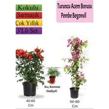 Bitkim Sende Turuncu Acem Borusu+ Pembe Begonvil+ Tül Hediyeli