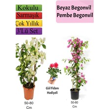 Bitkim Sende Beyaz+ Pembe Begonvil+ Gül Fidanı Hediyeli