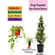 Serada Decor Plant Mis Kokulu Arap Yasemini+Alacalı Hedera Helix Sarmaşığı+Kurdele Çiçeği Hediye 3'lü Set
