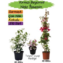 Serada Decor Plant Kırmızı Renk Begonvil+Kokulu Yıldız Yasemin+Telgraf Çiçeği Hediyeli 3'lü Peyzaj Seti