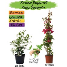 Serada Decor Plant Kırmızı Renk Begonvil+Kokulu Yıldız Yasemin+Itır Çiçeği Hediyeli 3'lü Peyzaj Seti