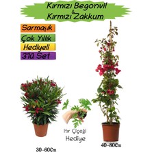 Serada Decor Plant Kırmızı Renk Begonvil+Kırmızı Zakkum Fidanı+Itır Çiçeği Hediyeli 3'lü Peyzaj Seti
