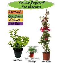 Serada Decor Plant Kırmızı Renk Begonvil+Kokulu Ful Yasemin+Tül Kuşkonmaz Hediyeli 3'lü Peyzaj Seti