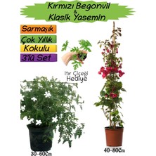Serada Decor Plant Kırmızı Renk Begonvil+Kokulu Klasik Yasemin+Itır Çiçeği Hediyeli 3'lü Peyzaj Seti
