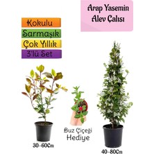 Serada Decor Plant Mis Kokulu Arap Yasemini+Alev Çalısı Fidanı+Buz Çiçeği Hediye 3'lü Set