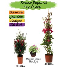 Serada Decor Plant Kırmızı Renk Begonvil+Kırmızı Fırça Çalısı+Mezem Çiçeği Hediyeli 3'lü Peyzaj Seti