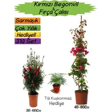 Serada Decor Plant Kırmızı Renk Begonvil+Kırmızı Fırça Çalısı+Tül Kuşkonmazi Hediyeli 3'lü Peyzaj Seti