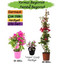 Bitkim Sende Kırmızı Renk Begonvil+Pembe Begonvil+Telgraf Çiçeği Hediyeli 3'lü Peyzaj Seti