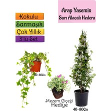 Bitkim Sende Mis Kokulu Arap Yasemini+Alacalı Hedera Helix Sarmaşığı+Mezem Çiçeği Hediye 3'lü Set